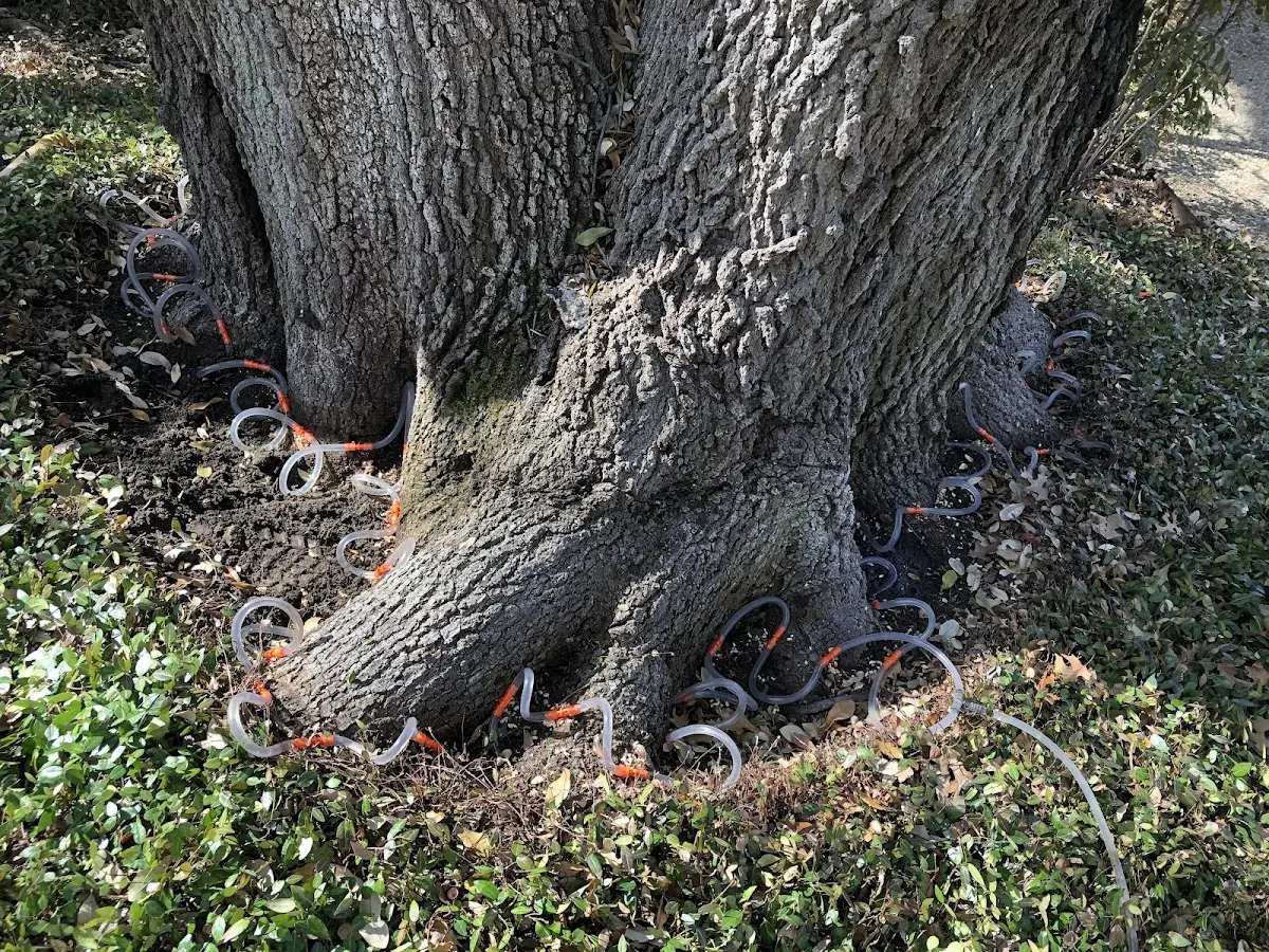 Detailed Tree Cabling and Bracing job site in Vredenburgh